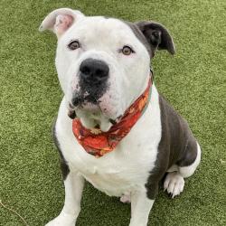 Shelter Stray Male Dog last seen , 244 Georgetown Rd, Jacksonville, NC 28540, USA