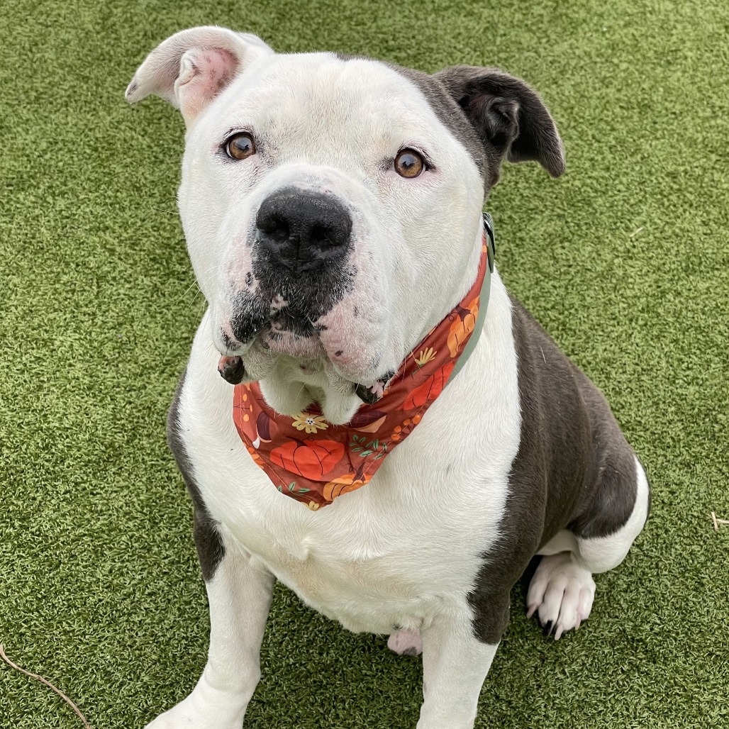 Shelter Stray Male Dog last seen , 244 Georgetown Rd, Jacksonville, NC 28540, USA