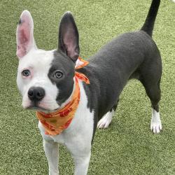Shelter Stray Male Dog last seen , 244 Georgetown Rd, Jacksonville, NC 28540, USA