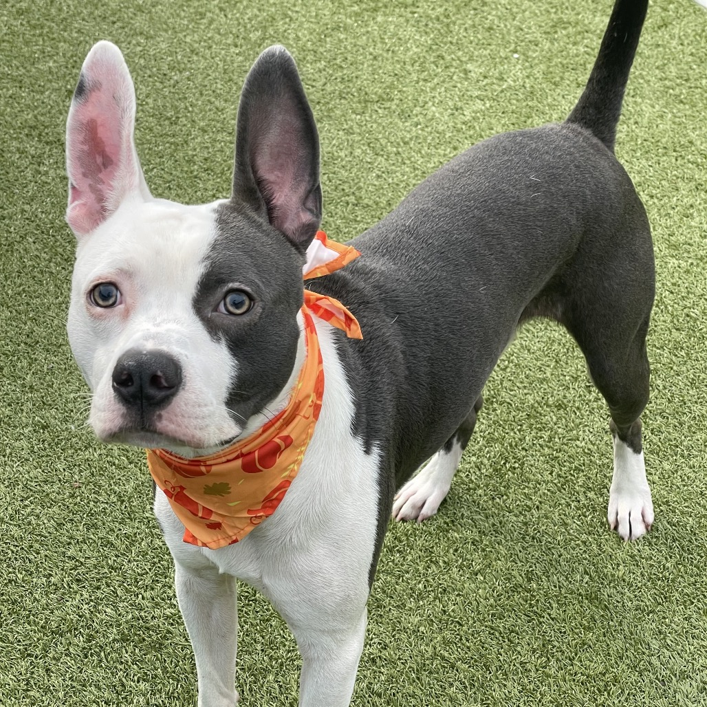 Shelter Stray Male Dog last seen , 244 Georgetown Rd, Jacksonville, NC 28540, USA