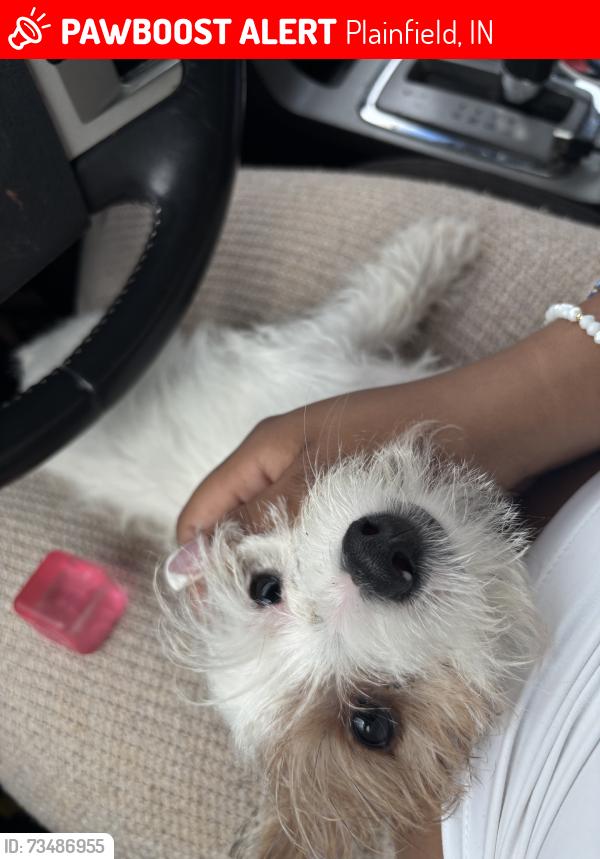 Lost Male Dog last seen Franklin park, Plainfield, IN 46168