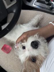 Lost Male Dog last seen Franklin park, Plainfield, IN 46168