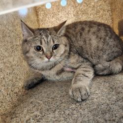 Shelter Stray Female Cat last seen , Animal Care & Control Team of Philly, 111 W Hunting Park Ave, Philadelphia, PA 19140, USA