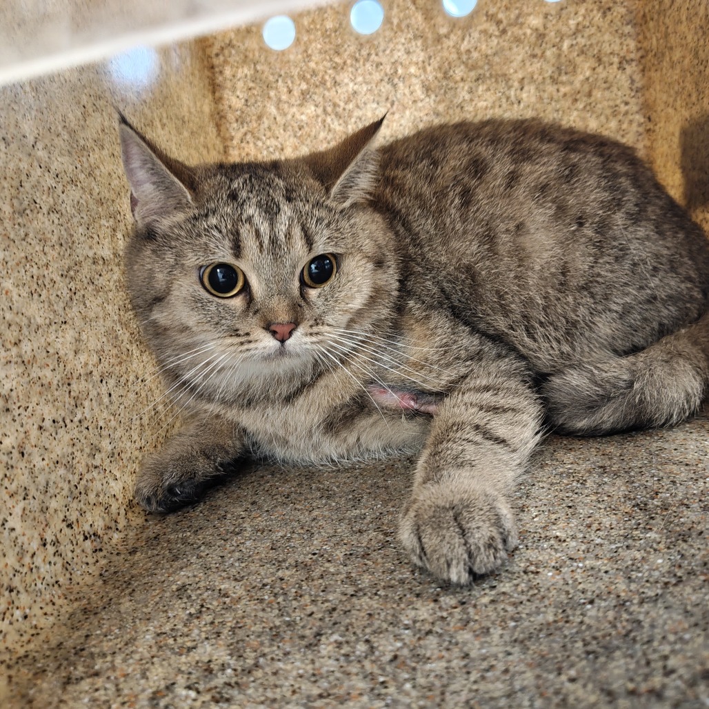 Shelter Stray Female Cat last seen , Animal Care & Control Team of Philly, 111 W Hunting Park Ave, Philadelphia, PA 19140, USA