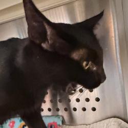Shelter Stray Female Cat last seen , 3428 S Jenkins Ave, Norman, OK 73072, USA