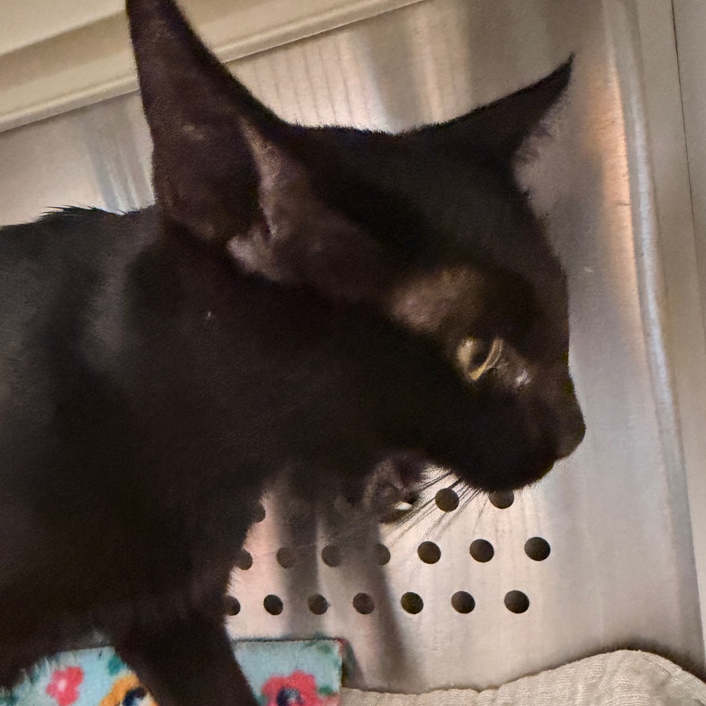 Shelter Stray Female Cat last seen , 3428 S Jenkins Ave, Norman, OK 73072, USA