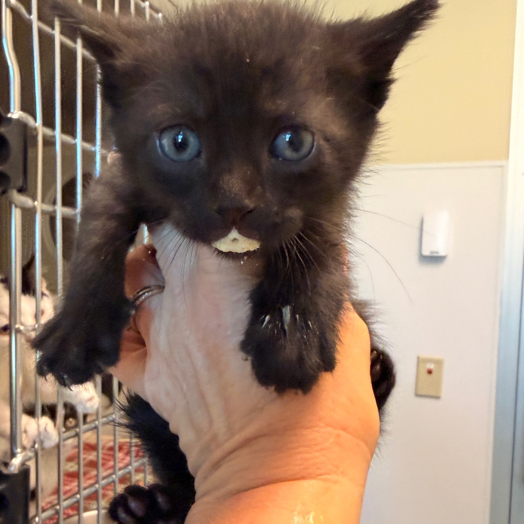 Shelter Stray Male Cat last seen , 3428 S Jenkins Ave, Norman, OK 73072, USA