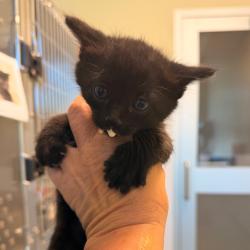 Shelter Stray Male Cat last seen , 3428 S Jenkins Ave, Norman, OK 73072, USA