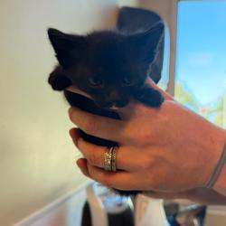 Shelter Stray Male Cat last seen , 3428 S Jenkins Ave, Norman, OK 73072, USA