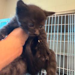 Shelter Stray Male Cat last seen , 3428 S Jenkins Ave, Norman, OK 73072, USA