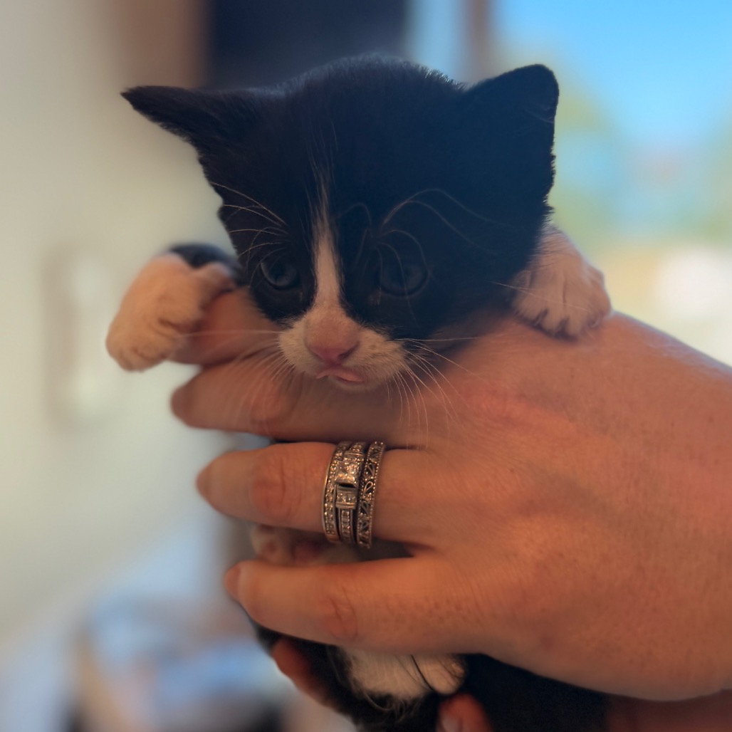 Shelter Stray Female Cat last seen , 3428 S Jenkins Ave, Norman, OK 73072, USA