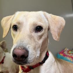 Shelter Stray Male Dog last seen , 4575 E Mesquite Ave, Palm Springs, CA 92264, USA