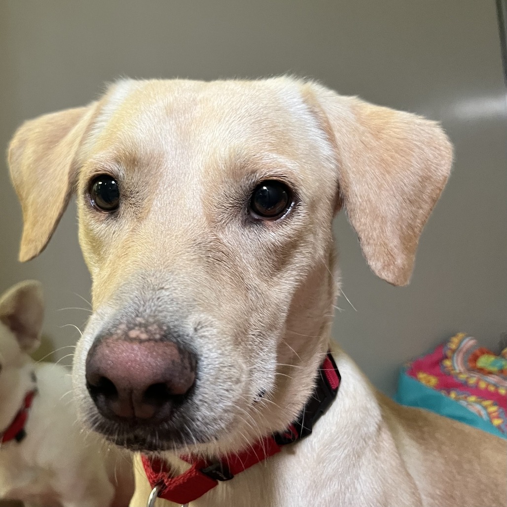 Shelter Stray Male Dog last seen , 4575 E Mesquite Ave, Palm Springs, CA 92264, USA