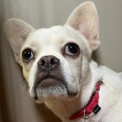 Shelter Stray Male Dog last seen , 4575 E Mesquite Ave, Palm Springs, CA 92264, USA