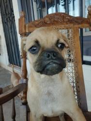 Lost Male Dog last seen W Clarendon ave, Phoenix, AZ 85012