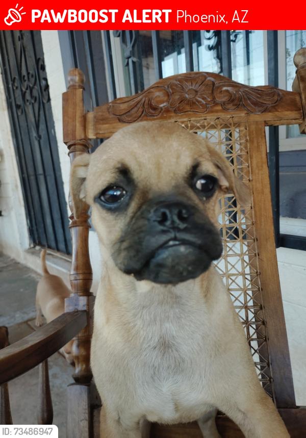 Lost Male Dog last seen W Clarendon ave, Phoenix, AZ 85012