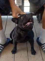 Reunited Male Dog last seen S. Hwy 59 near Mission Ave, Merced, CA 95341