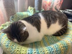 Lost Male Cat last seen Delaney Ferry and Fonda Lane, Nicholasville, KY 40356