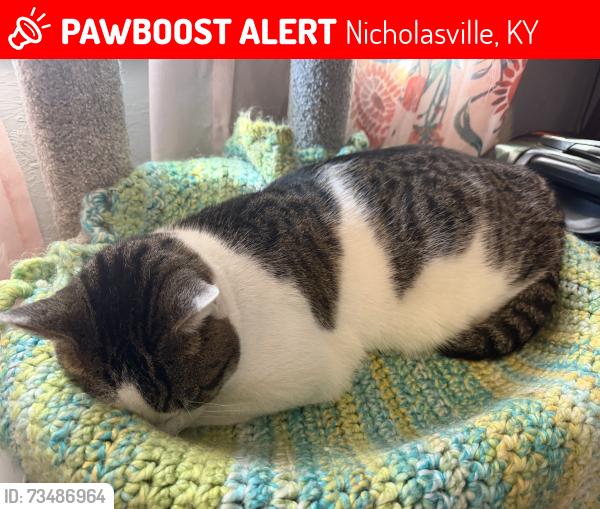Lost Male Cat last seen Delaney Ferry and Fonda Lane, Nicholasville, KY 40356