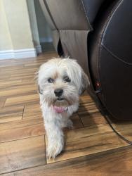Reunited Female Dog last seen Durango and warm springs, Las Vegas Valley, NV 89113