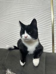 Lost Male Cat last seen Great Warley street Brentwood, Great Warley, England CM13 3JR