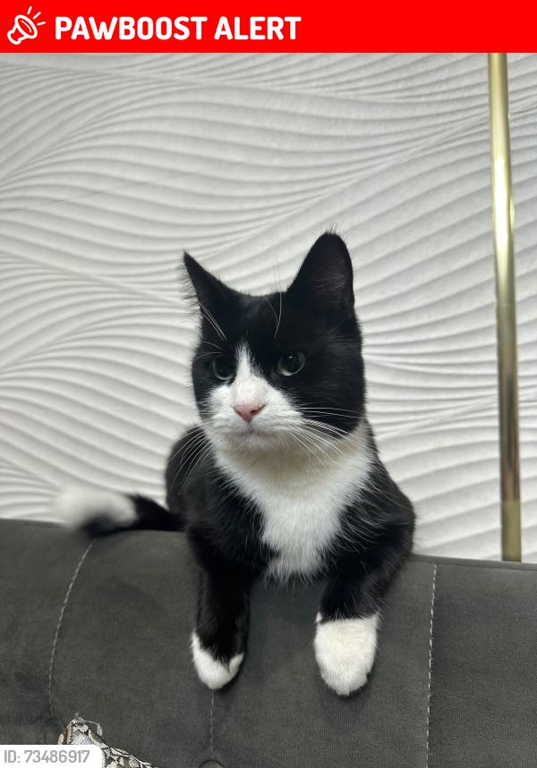 Lost Male Cat last seen Great Warley street Brentwood, Great Warley, England CM13 3JR