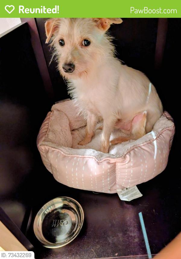 Reunited Male Dog last seen in the back alley of the 1822 Darling, Montréal, QC H1W 2W6