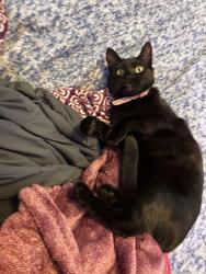Lost Female Cat last seen Eco drive Fostoria oh, Fostoria, OH 44830