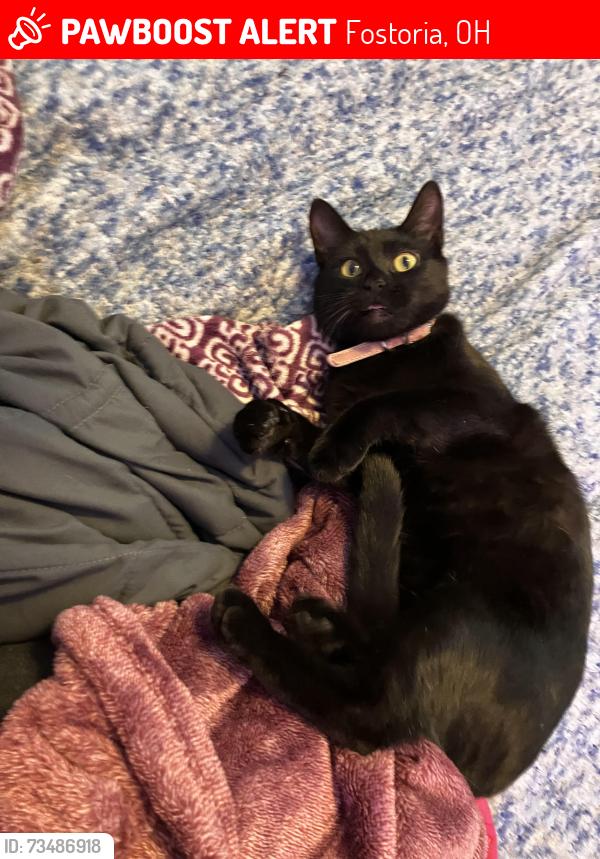 Lost Female Cat last seen Eco drive Fostoria oh, Fostoria, OH 44830