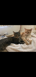 Reunited Male Cat last seen Near Stewart St, Grass Valley, CA 95945, USA, Grass Valley, CA 95945