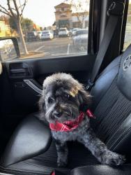 Lost Male Dog last seen Manzanita St and Pentas Ct, Carlsbad, CA 92011