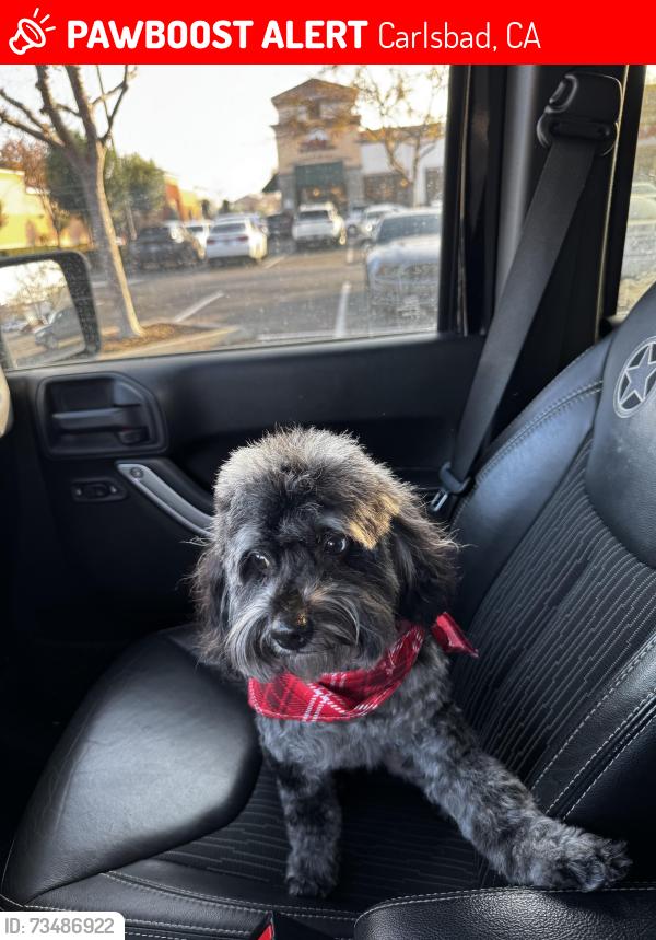 Lost Male Dog last seen Manzanita St and Pentas Ct, Carlsbad, CA 92011