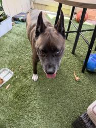 Reunited Male Dog last seen Central Park in Santa Clara, Santa Clara, CA 95055