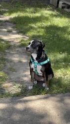 Reunited Female Dog last seen Columbia and Main Street area, Evansville, IN 47711