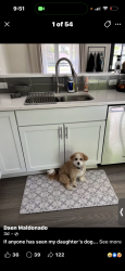 Lost Male Dog last seen Chickory and Meachem, Racine, WI 53403