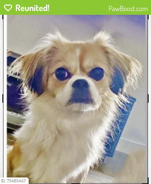 Reunited Female Dog last seen Valdanos St, Inspirada, Henderson, NV 89044
