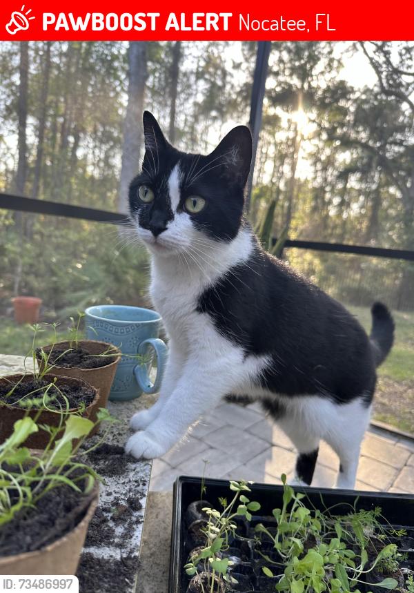 Lost Female Cat last seen Walden Chase, Ponte Vedra, Nocatee, FL 32081