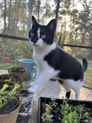 Lost Female Cat last seen Walden Chase, Ponte Vedra, Nocatee, FL 32081