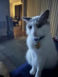 Lost Male Cat last seen Troon/Tatum, Frisco, TX 75036