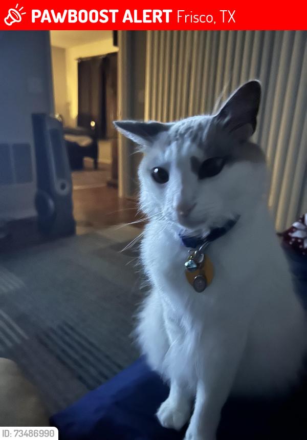 Lost Male Cat last seen Troon/Tatum, Frisco, TX 75036