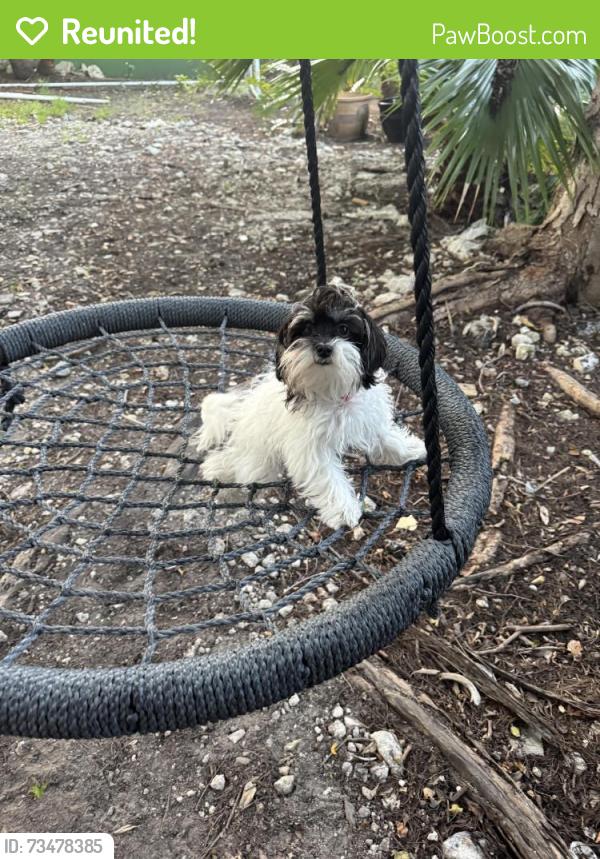 Reunited Female Dog last seen South bayshore drive, Miami, FL 33133