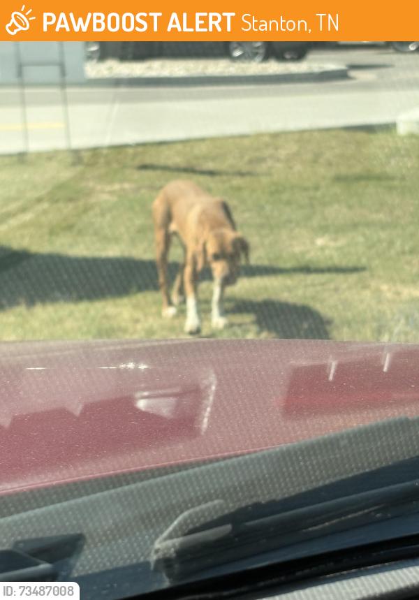 Found/Stray Male Dog last seen Pilot truck stop 7720 Tennessee 222, Stanton, TN, U.S., Stanton, TN 38069
