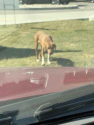Found/Stray Male Dog last seen Pilot truck stop 7720 Tennessee 222, Stanton, TN, U.S., Stanton, TN 38069
