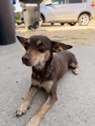 Found/Stray Female Dog last seen Wallasey way, Salida, CA 95368