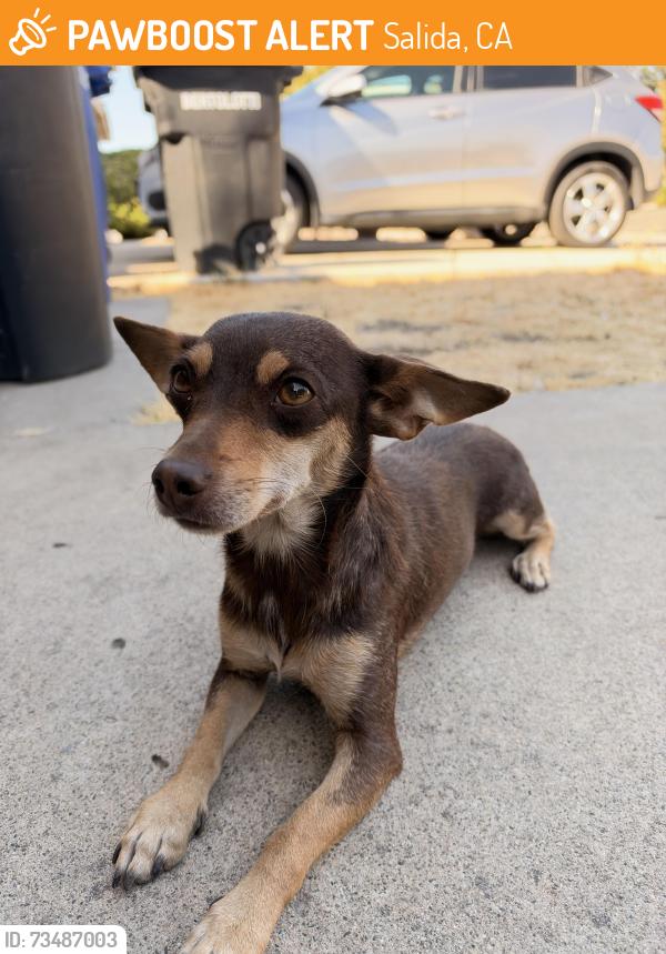 Found/Stray Female Dog last seen Wallasey way, Salida, CA 95368