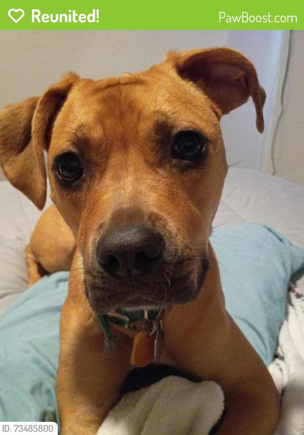Reunited Female Dog last seen Near W 13th Pl, Lakewood, CO 80215, Lakewood, CO 80215