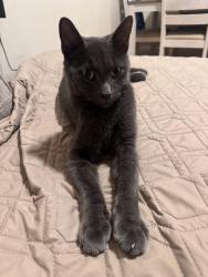 Lost Male Cat last seen Backyard, Queens, NY 11385