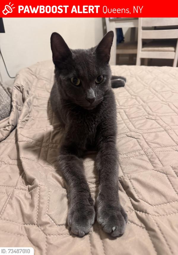 Lost Male Cat last seen Backyard, Queens, NY 11385