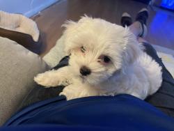 Reunited Female Dog last seen Britghtonsprings, Katy, TX 77449