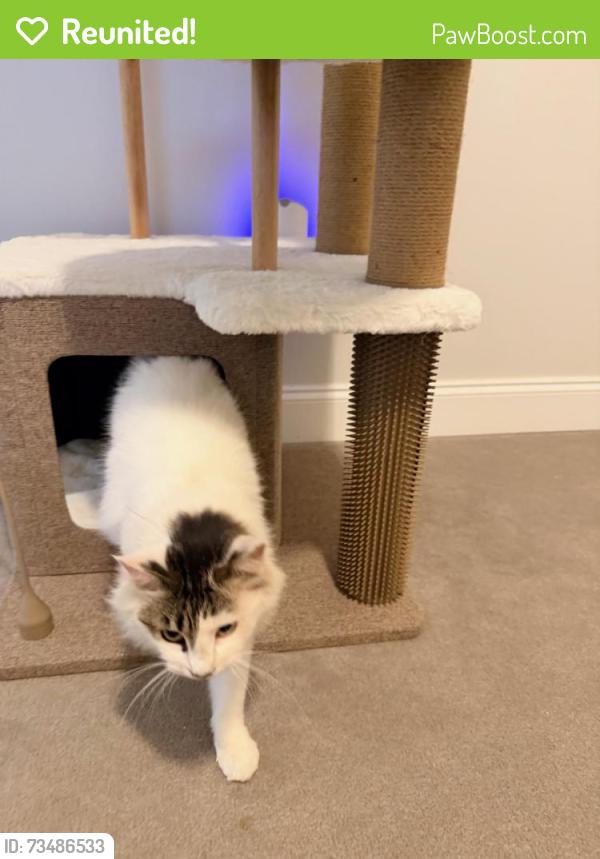 Reunited Female Cat last seen Centennial Dr, Alpharetta, Alpharetta, GA 30022